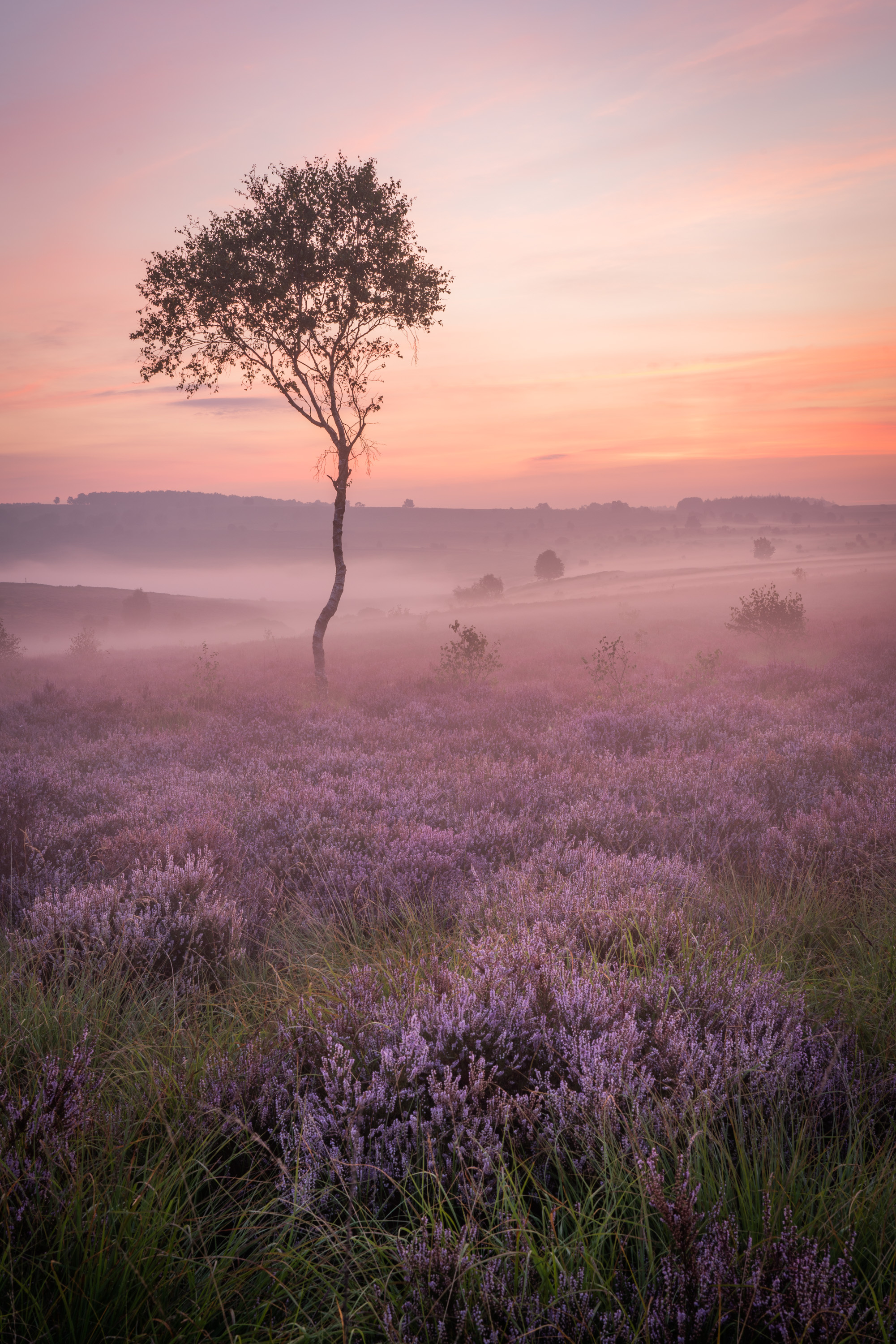 A lone silver birch among the blooming heather on the Peak District moors with early morning mists. Photography by Kieran Metcalfe, Prints available.